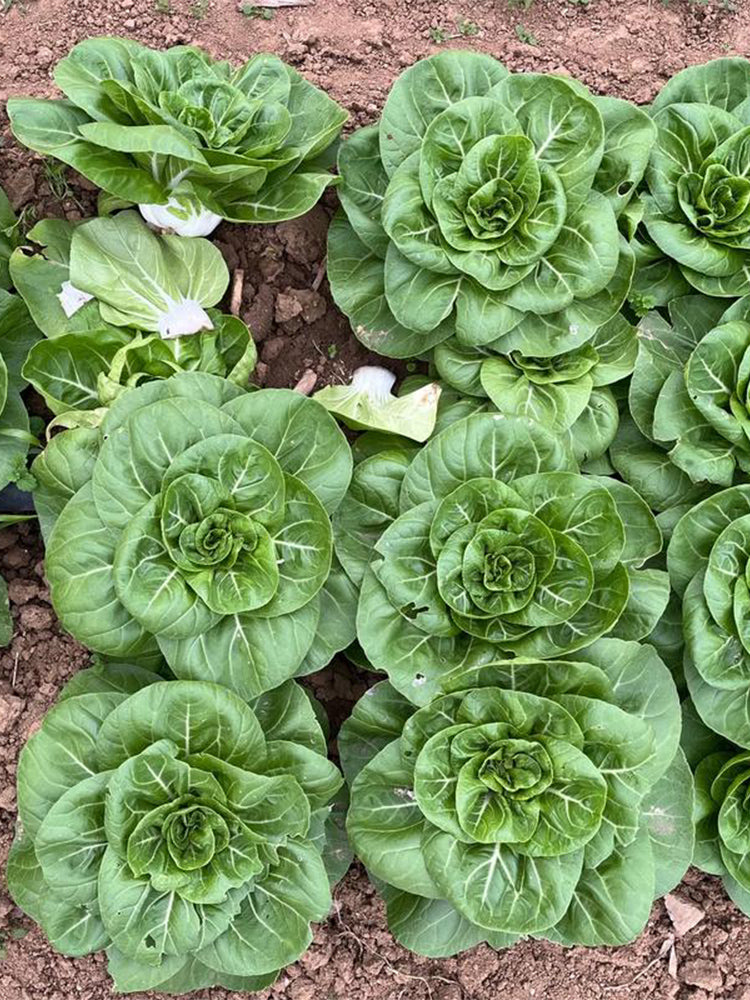 'Hefeng' Dwarf Bok Choy