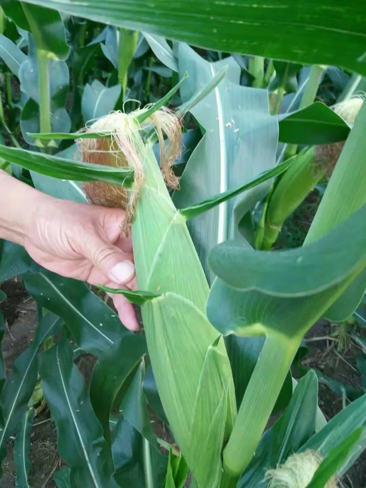 NK718 Corn Maize Hybrid