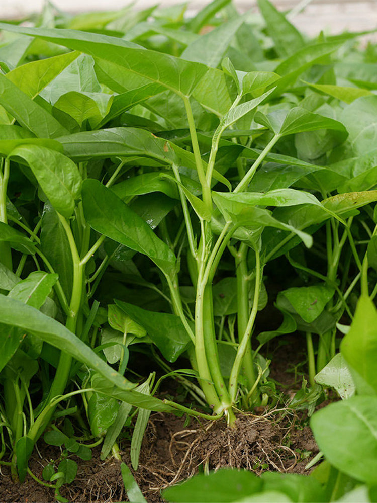Three-Forked Water Spinach