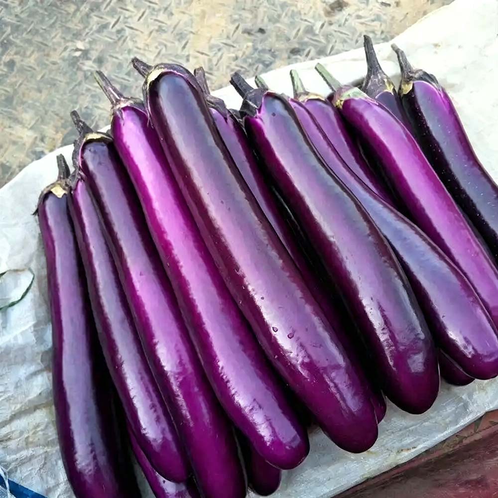 W963 Red Gold Purple-Red Long Eggplant