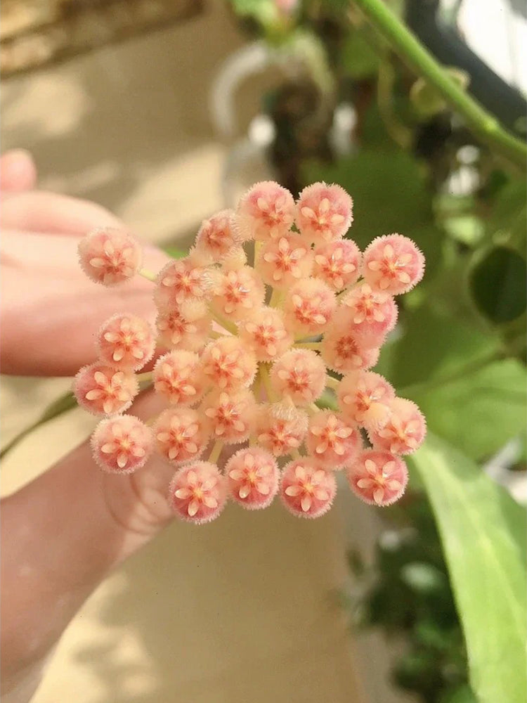Hoya rosarioae Unrooted Stem Cuttings