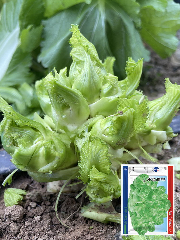 Keguang Baby Mustard Greens