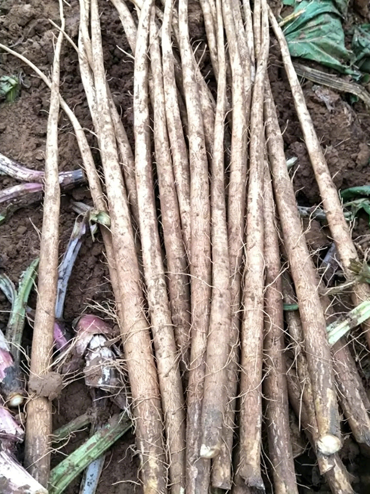 Longzhong Burdock