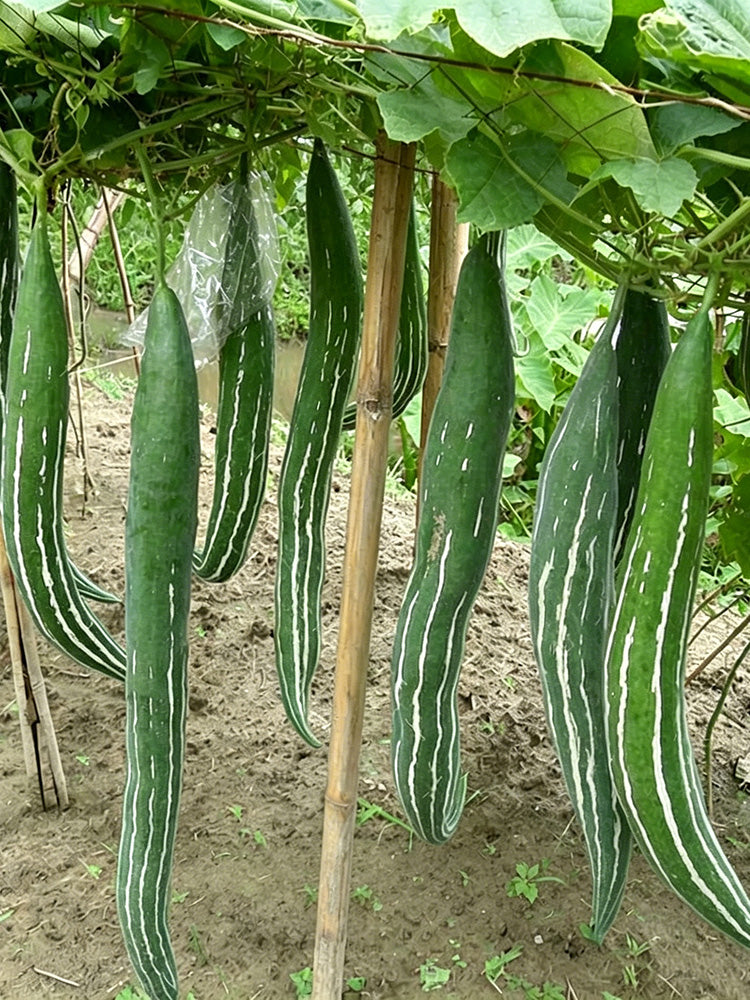 Argentina Snake Gourd