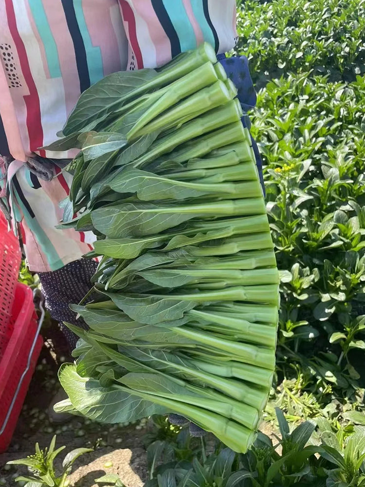 Meiqi No.3 Sweet Choy Sum