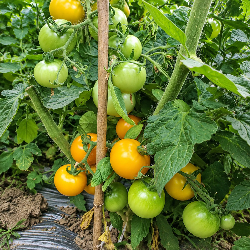 57 Utyonok Dwarf Tomato