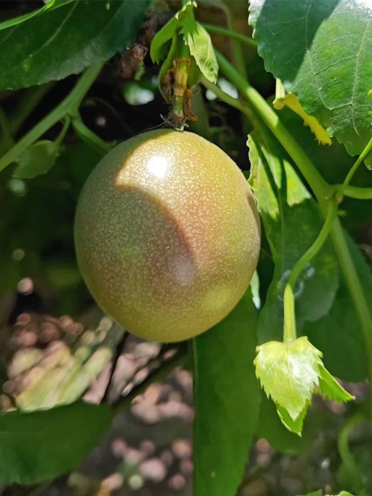 Mixed Purple & Yellow Passion Fruit