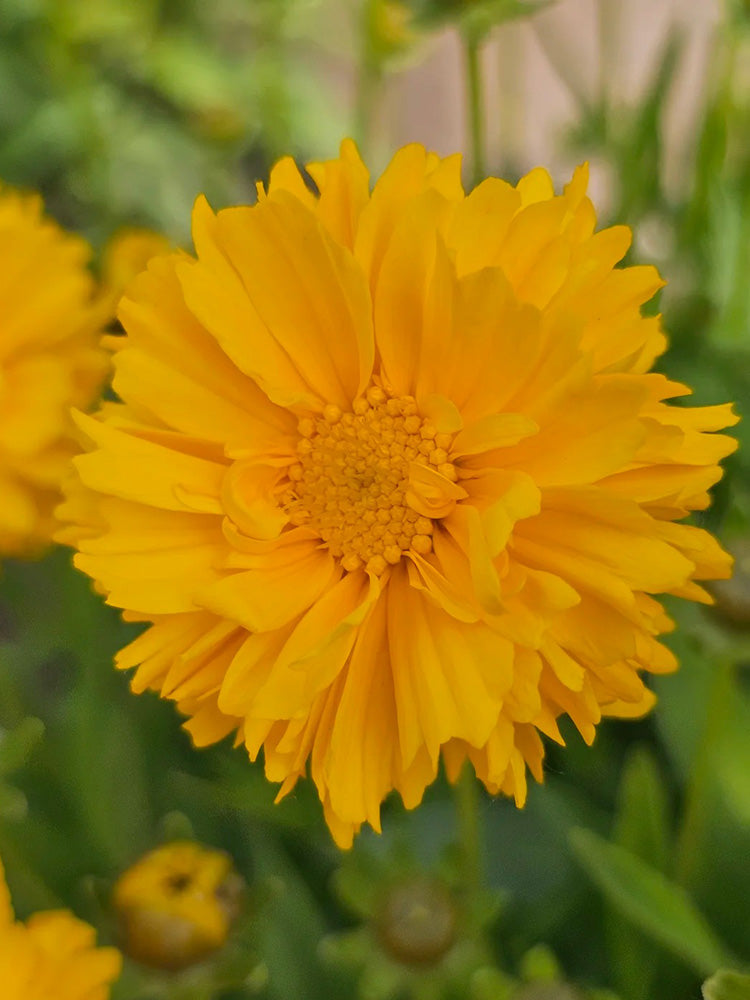 Coreopsis