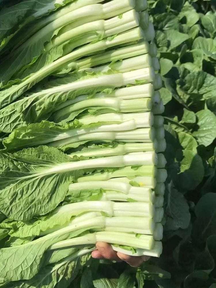 Xueying No. 2 Choy Sum