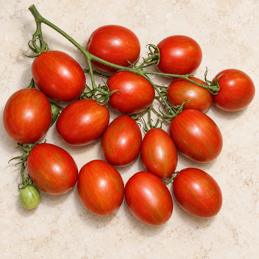 419 Russian Queen Tomato
