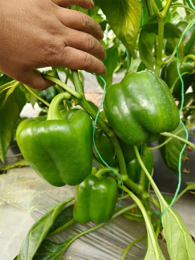 Square Green Pepper (Capsicum annuum)