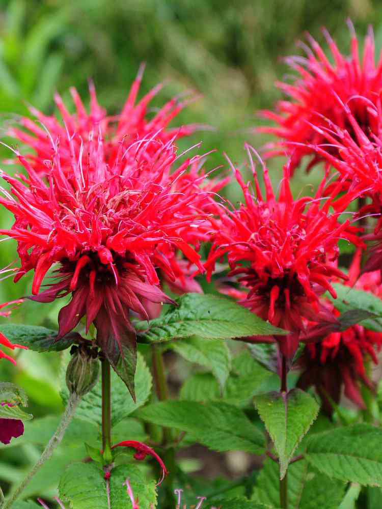 'Red Shades' Bee Balm
