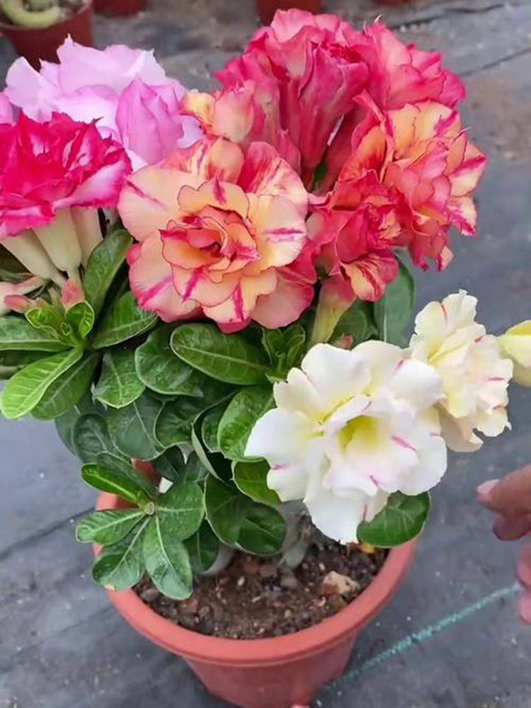 Desert Rose Mixed Colors
