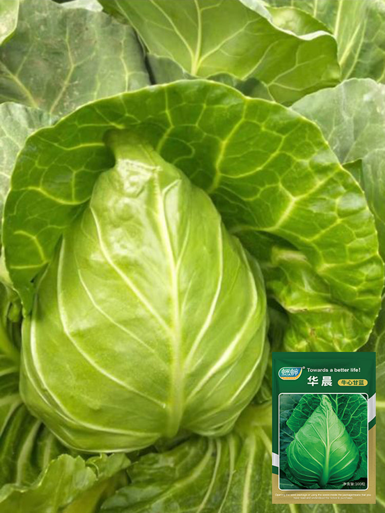 Oxheart Cabbage