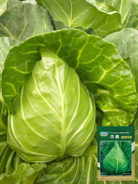 Oxheart Cabbage