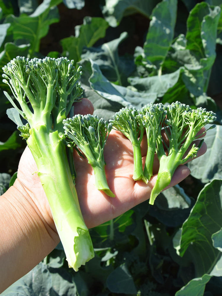 Green Sprouting Broccoli No.2 Hybrid