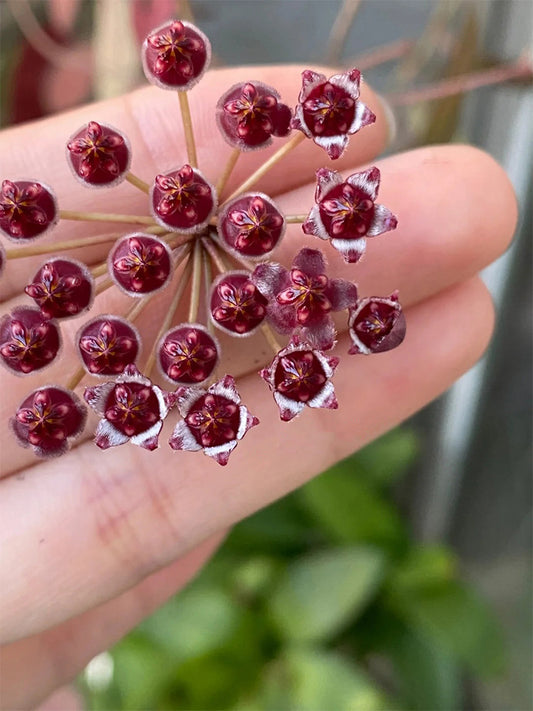 Hoya rosita Unrooted Stem Cuttings