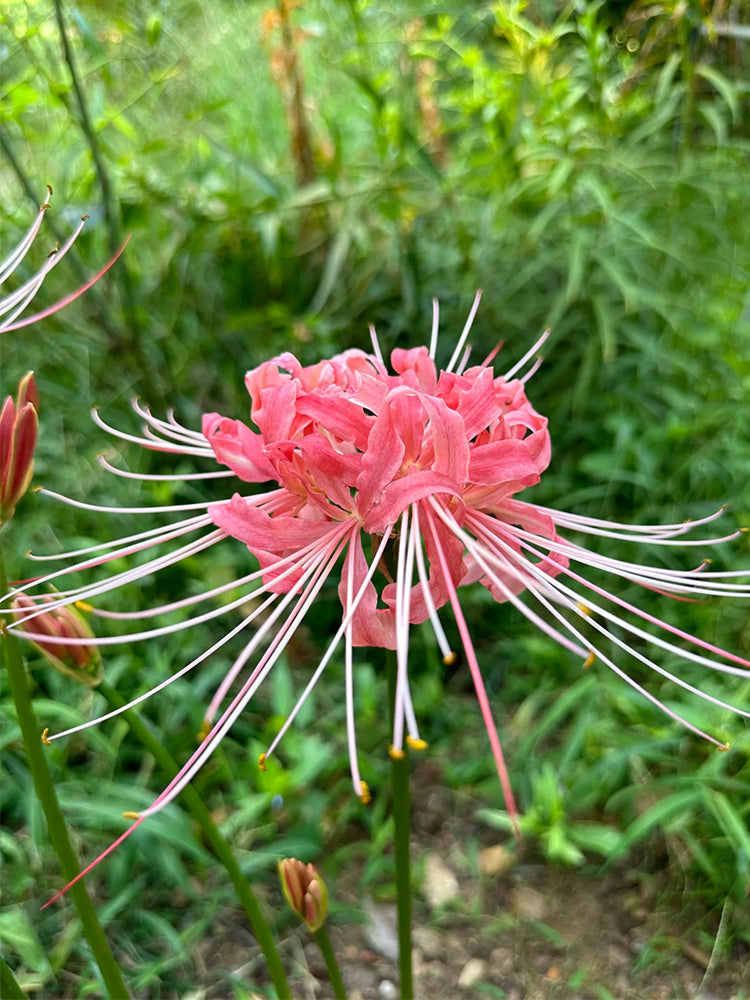 Hubei Pink Lycoris