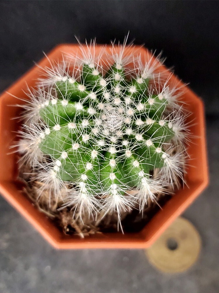 Parodia magnifica
