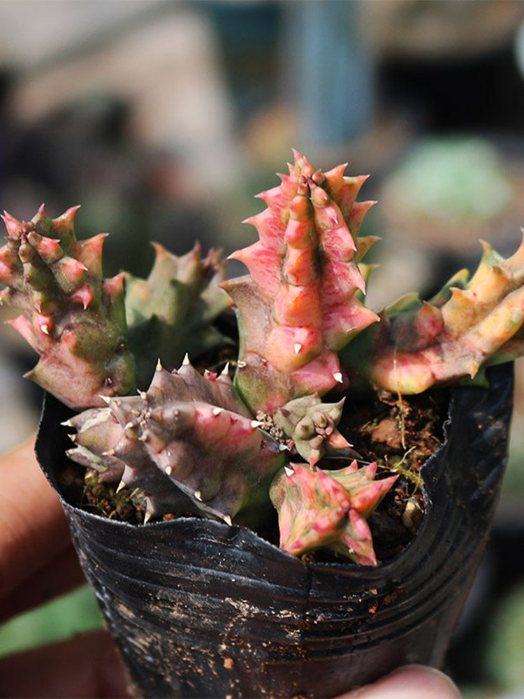 Variegated Huernia zebrina 'Lifesaver'