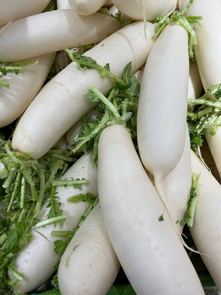 "Hakudaikon" Radish