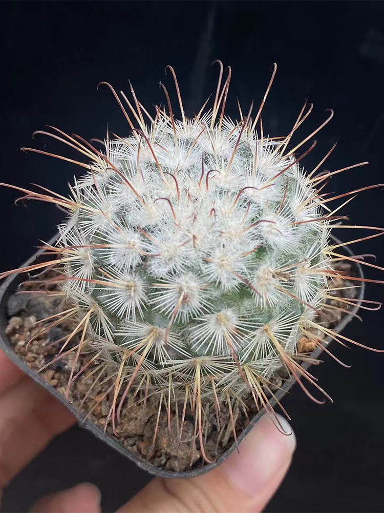 Mammillaria bombycina
