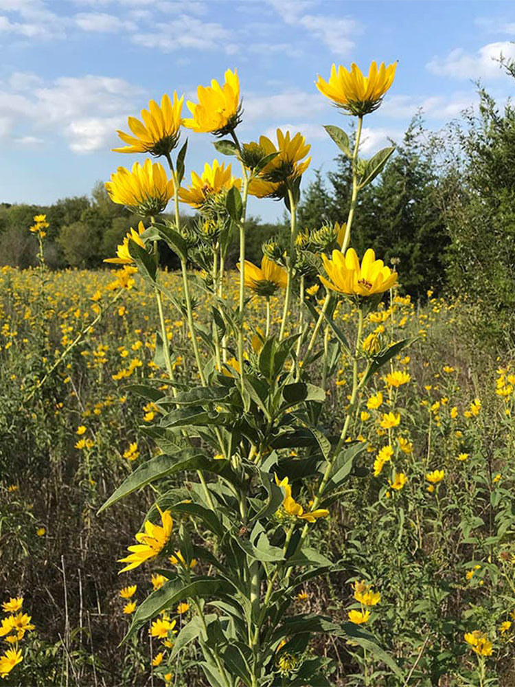 Maximilian Prairie Sunflower