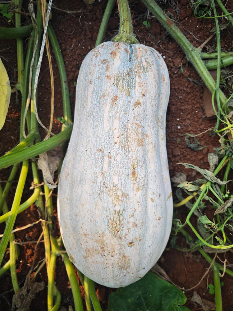 Large-Fruited Miben Pumpkin