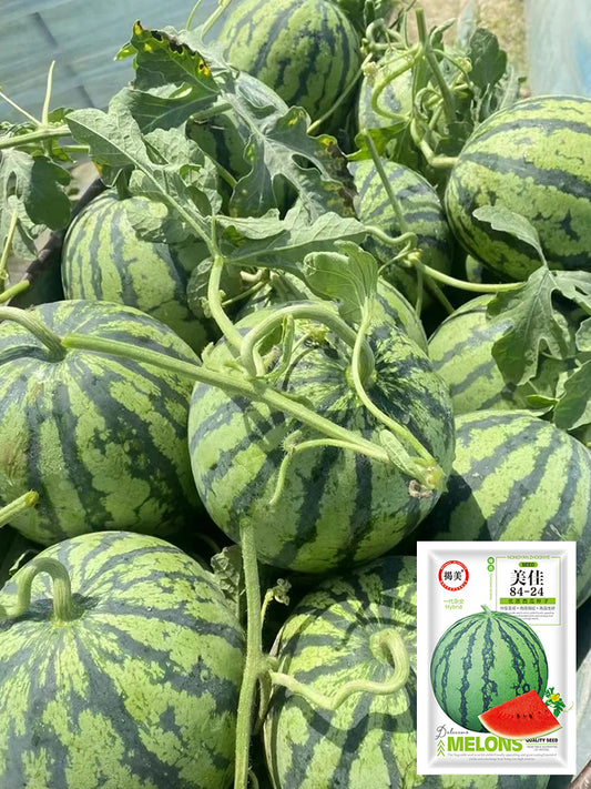 Meijia 84-24 Hybrid Watermelon