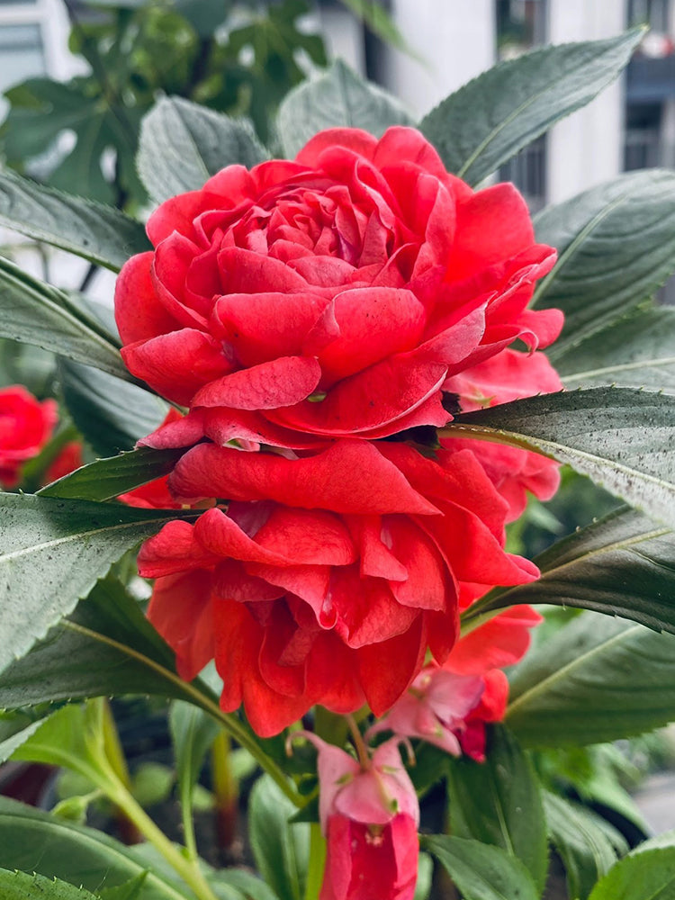 'Buddha's Hand' Impatiens