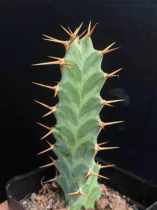 Euphorbia virosa