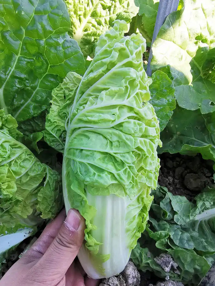 'Jiaoyan Guifei' Baby Cabbage