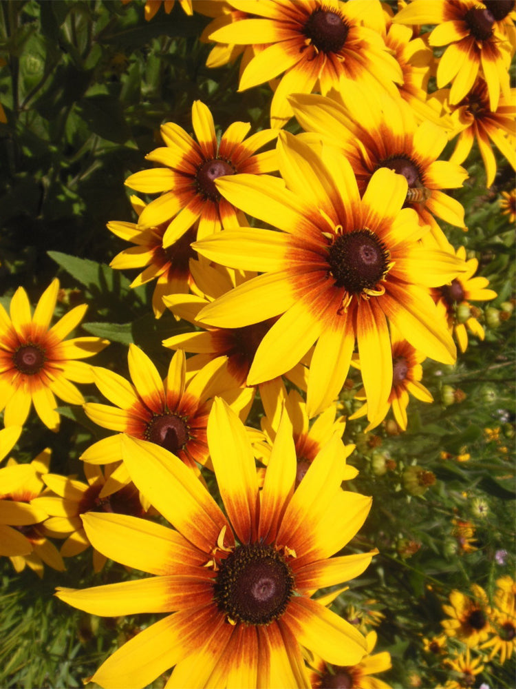 Hezhichun Tall Black-eyed Susan