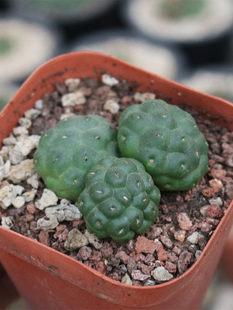 Tephrocactus bonnieae
