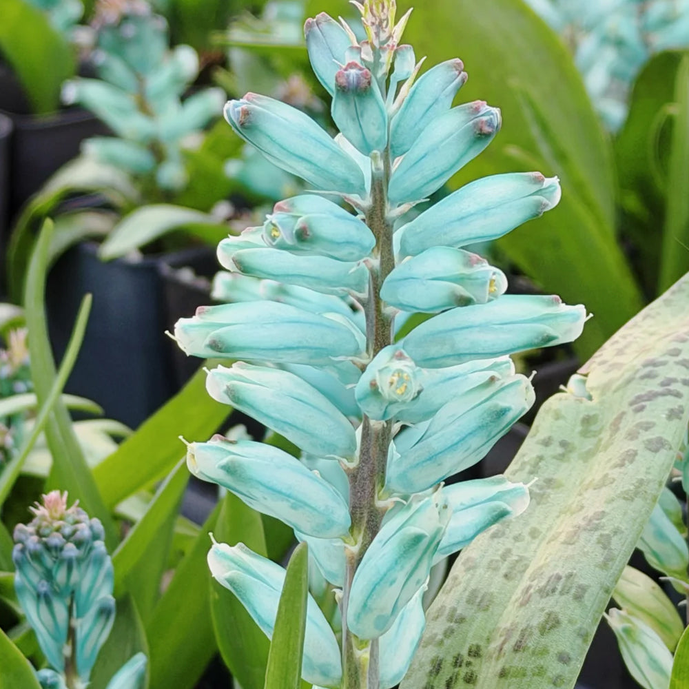 U2220 Turquoise Lachenalia Bulbs