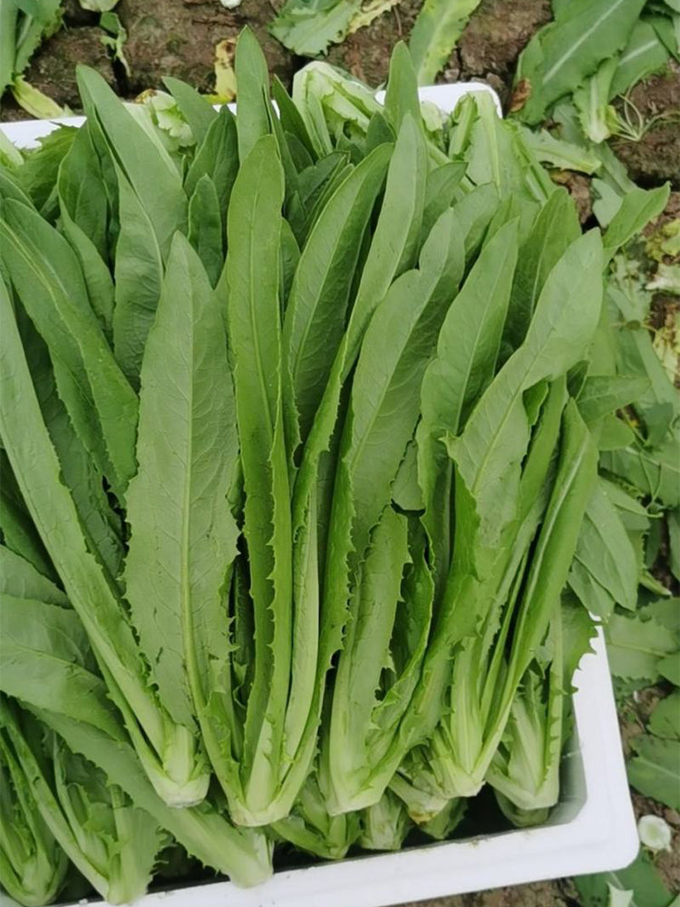 All-Season Youmai Cai