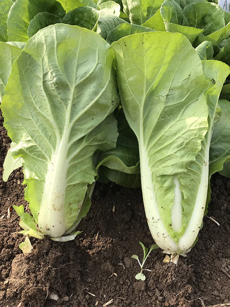 'Jiemei' Fast-growing Bok Choy