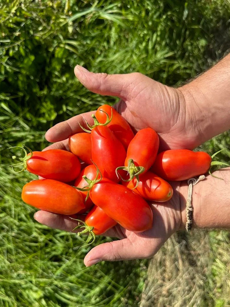 Ten Fingers of Naples Tomato