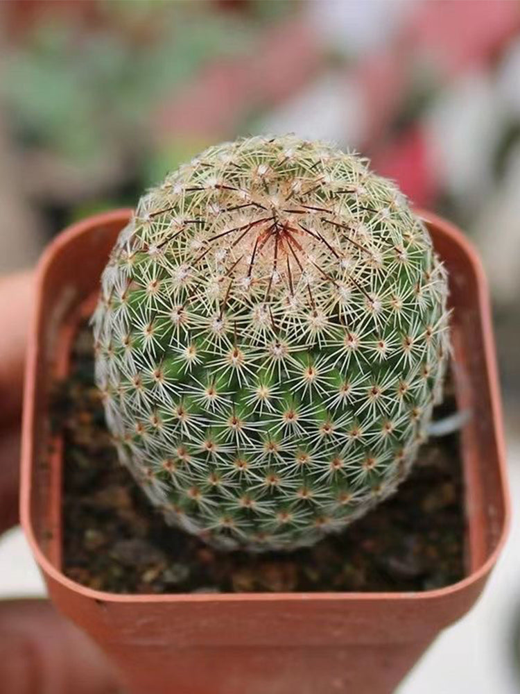 Mammillaria matudae