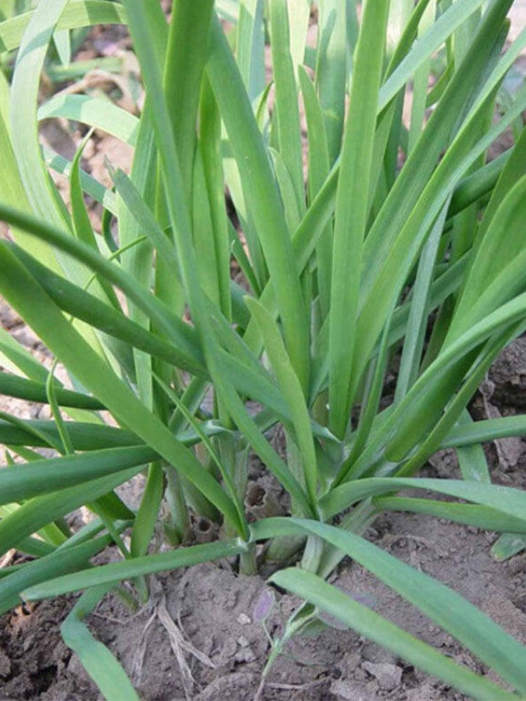 Fusheng No.1 Snow Leek