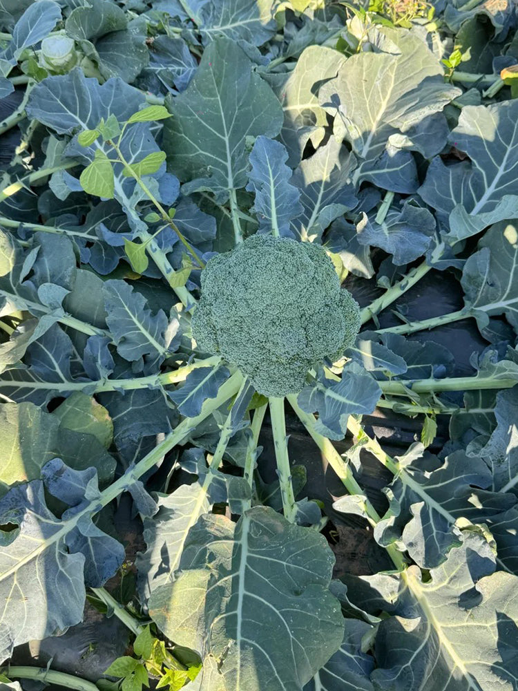 GreenVigour 80 Broccoli