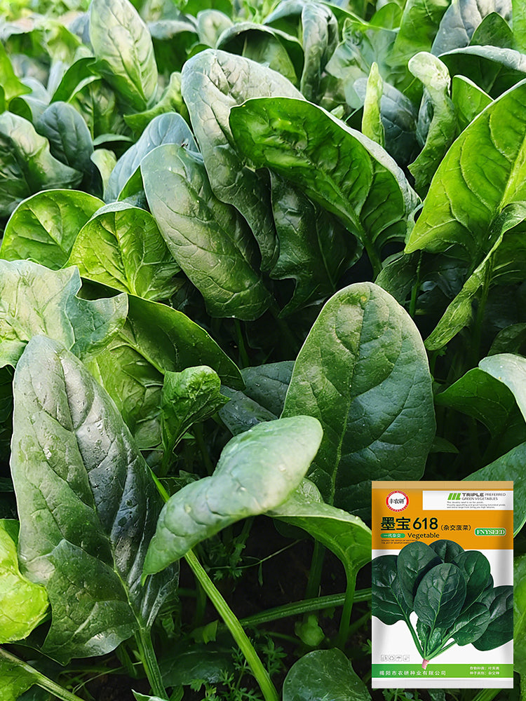 MoBao 618 Large-Leaf Spinach