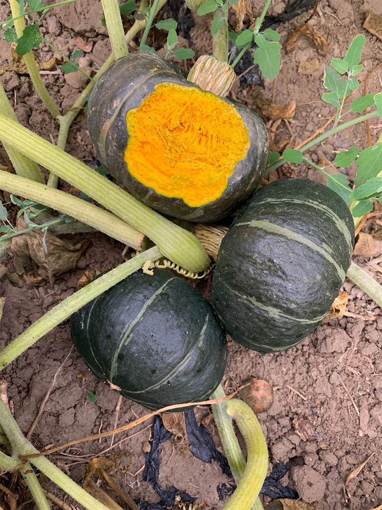 Beibei No.4 Baby Pumpkin