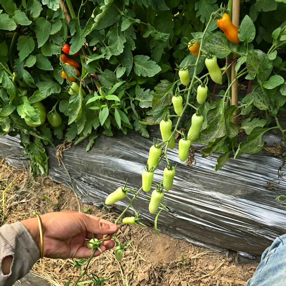 786 Magic Wand Tomato