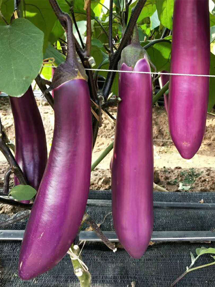 Chongqing Early No.1 Purple-Red Eggplant