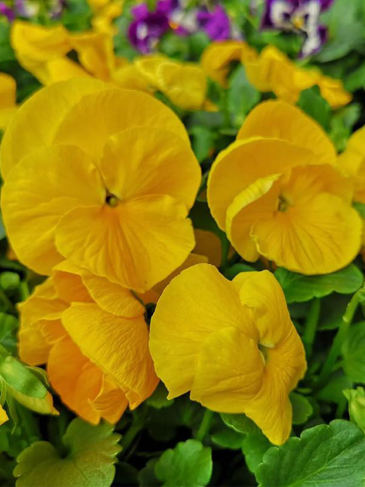 Hezhichun Pansy 'Late Autumn'