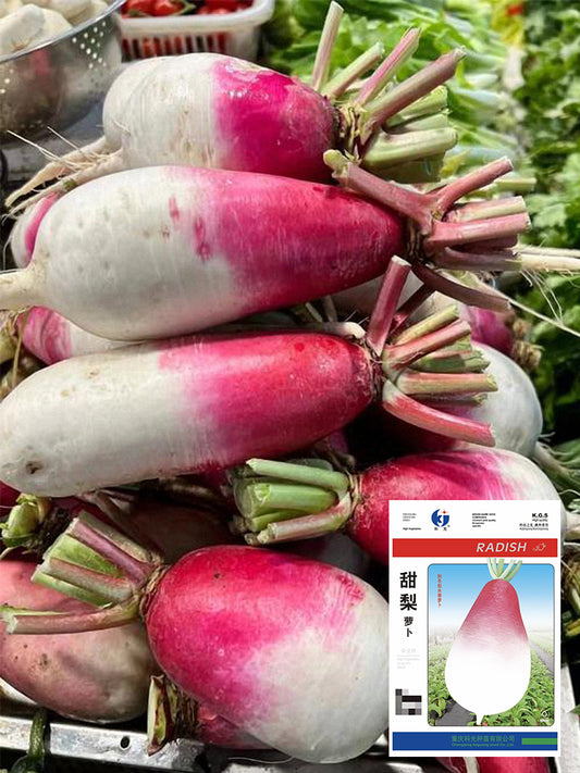 Sweet Pear' Radish (Raphanus sativus)