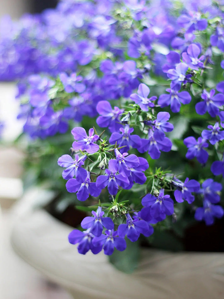 Blue-Purple Lobelia