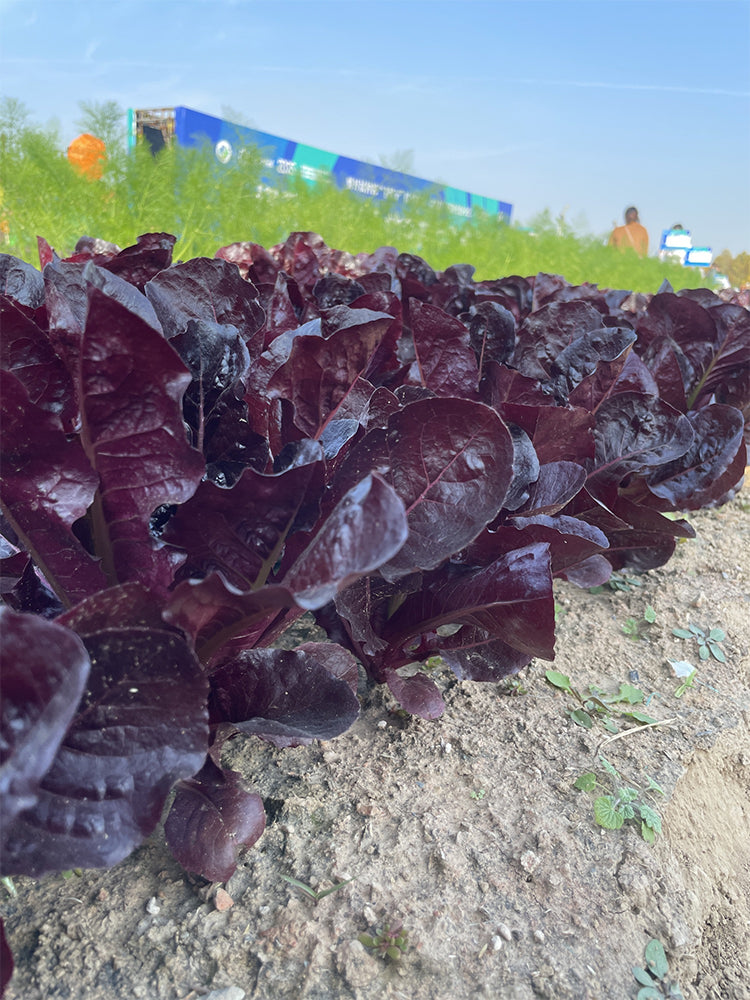 Purple Leaf Romaine Lettuce