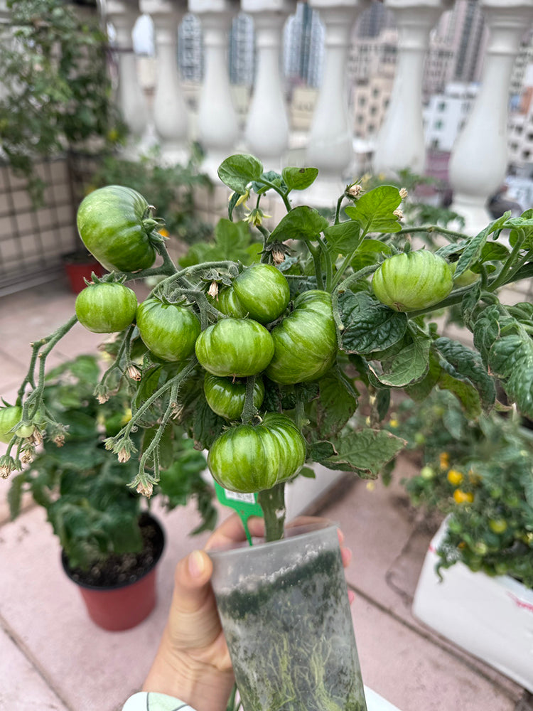 'Eden Micro Tiny No.4' Tomato